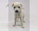 Small #3 Labrador Retriever Mix