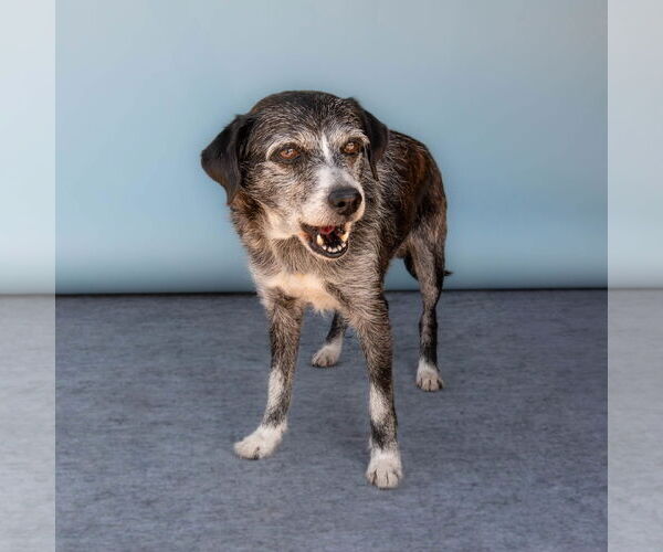 Medium Photo #2 Mutt Puppy For Sale in Pasadena, CA, USA