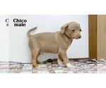 Small #10 Chihuahua