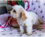 Small #5 Cavapoo