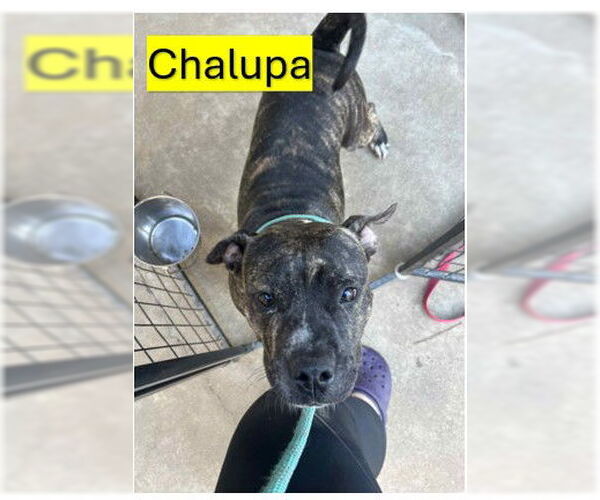 Medium Photo #5 Mutt Puppy For Sale in Sheboygan, WI, USA