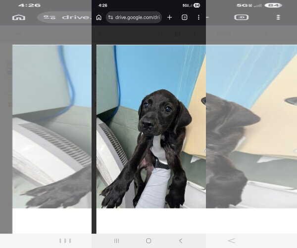 Medium Photo #2 Labrador Retriever-Unknown Mix Puppy For Sale in NYC, NY, USA