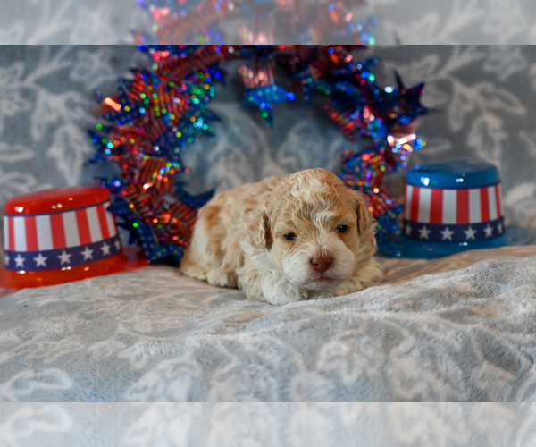 Medium Photo #8 Havapoo Puppy For Sale in GUTHRIE, KY, USA