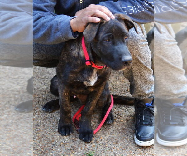 Medium Photo #4 Labrador Retriever-Unknown Mix Puppy For Sale in Germanton, TN, USA