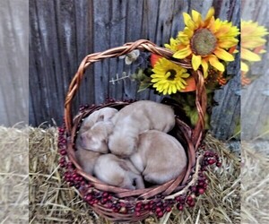 Golden Retriever Puppy for sale in JONES, MI, USA