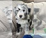 Small Photo #13 Bernedoodle-Sheepadoodle Mix Puppy For Sale in WOODSIDE, NY, USA