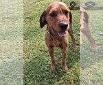 Small Airedale Terrier-Redbone Coonhound Mix