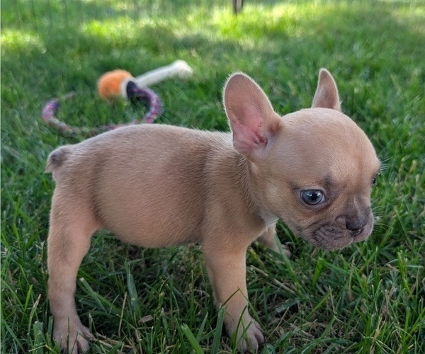 Medium Photo #4 French Bulldog Puppy For Sale in GOSHEN, IN, USA