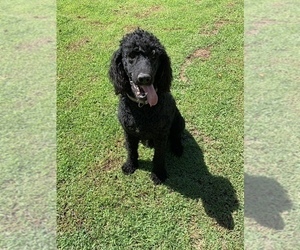 Poodle (Standard) Puppy for sale in LOOGOOTEE, IN, USA