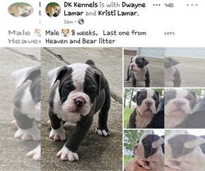 Olde English Bulldogge Puppy for sale in ATHENS, AL, USA