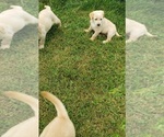 Small #7 Labrador Retriever