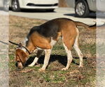 Small #1 Treeing Walker Coonhound Mix