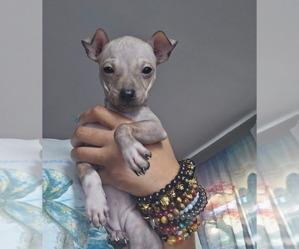 Medium Photo #2 Miniature American Hairless Terrier Puppy For Sale in MEDFORD, MA, USA