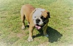 Small Photo #1 English Bulldog Puppy For Sale in FAIRHOPE, AL, USA