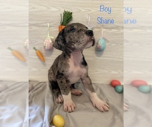 Great Dane Puppy for sale in FREDERICKSBURG, VA, USA