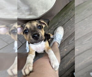 Labrador Retriever-Unknown Mix Dogs for adoption in Raleigh, NC, USA