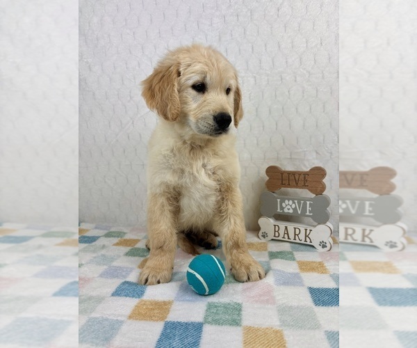 Medium Photo #4 Golden Retriever Puppy For Sale in INDIANAPOLIS, IN, USA