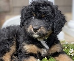 Small Photo #3 Miniature Bernedoodle Puppy For Sale in BOWLING GREEN, OH, USA