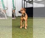 Small #1 Dachsador