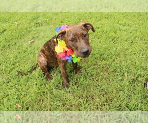 Medium Photo #2 American Staffordshire Terrier-Unknown Mix Puppy For Sale in FRAMINGHAM, MA, USA
