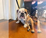 Small Bulldog