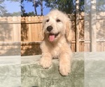Small Photo #6 Goldendoodle Puppy For Sale in OCALA, FL, USA