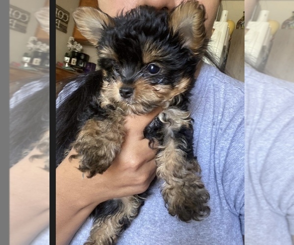 Medium Photo #1 Yorkshire Terrier Puppy For Sale in DELANO, CA, USA