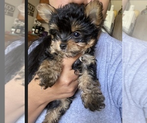 Mother of the Yorkshire Terrier puppies born on 04/27/2025