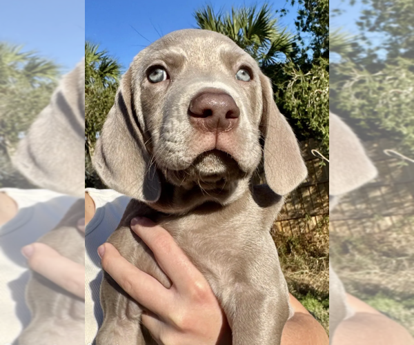 Medium Photo #4 Weimaraner Puppy For Sale in FLEMING ISLAND, FL, USA