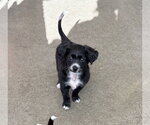 Small #1 Poodle (Miniature) Mix