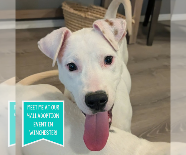 Medium Photo #5 Mutt Puppy For Sale in Boston, MA, USA