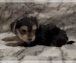 Small #1 Yorkshire Terrier