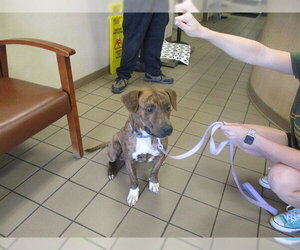 American Pit Bull Terrier Dogs for adoption in Ocala, FL, USA