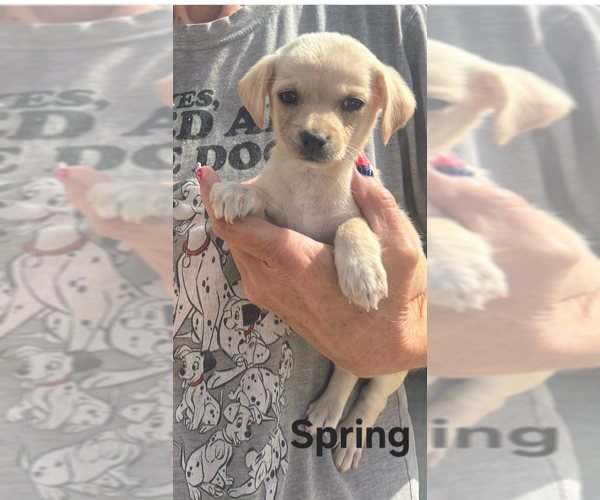 Medium Photo #1 Chihuahua-Unknown Mix Puppy For Sale in San Bernardino, CA, USA