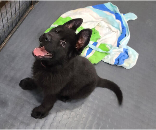 Medium Photo #1 German Shepherd Dog Puppy For Sale in CULPEPER, VA, USA