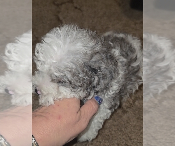 Medium Photo #12 Poodle (Toy) Puppy For Sale in DYERSBURG, TN, USA