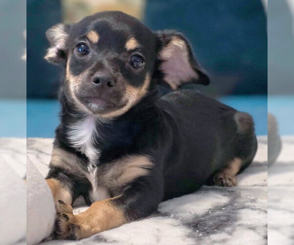 Medium Photo #7 Chiweenie Puppy For Sale in Chino Hills, CA, USA