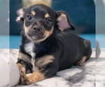 Small #6 Chiweenie