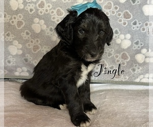 Aussiedoodle Puppy for sale in KINGS MOUNTAIN, NC, USA