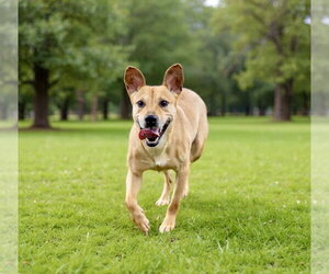 Mutt Dogs for adoption in Springdale, PA, USA