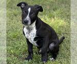 Small #1 Labrador Retriever Mix