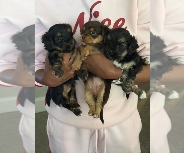 Medium Photo #1 Yorkshire Terrier Puppy For Sale in MCDONOUGH, GA, USA