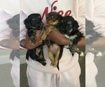 Small Yorkshire Terrier