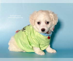 Maltipoo Puppy for sale in FONTANA, CA, USA