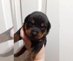 Small Photo #2 Rottweiler Puppy For Sale in VANCOUVER, WA, USA