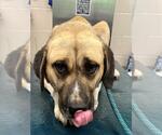 DIGGER - Male Anatolian Pyrenees Dog for Adoption - Small photo
