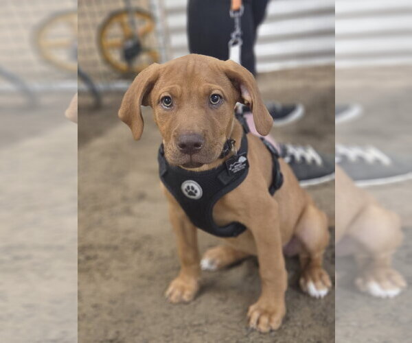 Medium Photo #8 Doberman Pinscher-Labrador Retriever Mix Puppy For Sale in Spotsylvania, VA, USA