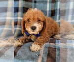 Small Photo #6 Cavachon-Poodle (Toy) Mix Puppy For Sale in LANCASTER, PA, USA