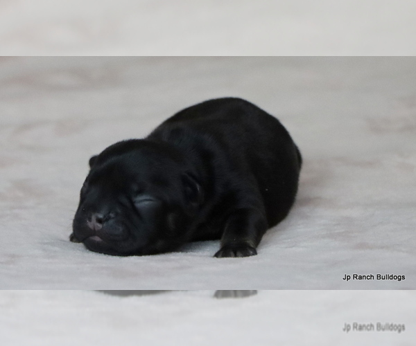 Medium Photo #32 French Bulldog Puppy For Sale in WINNSBORO, TX, USA