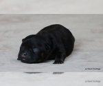 Small Photo #32 French Bulldog Puppy For Sale in WINNSBORO, TX, USA